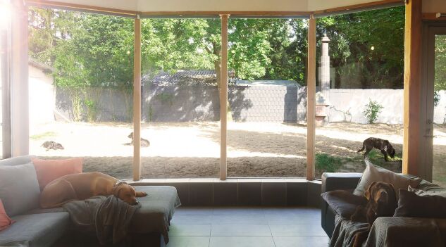 Hunde ruhen sich im bequemen Wohnzimmer aus