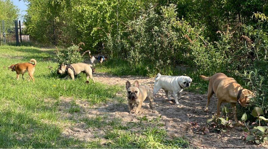 Hunde laufen durch den Garten