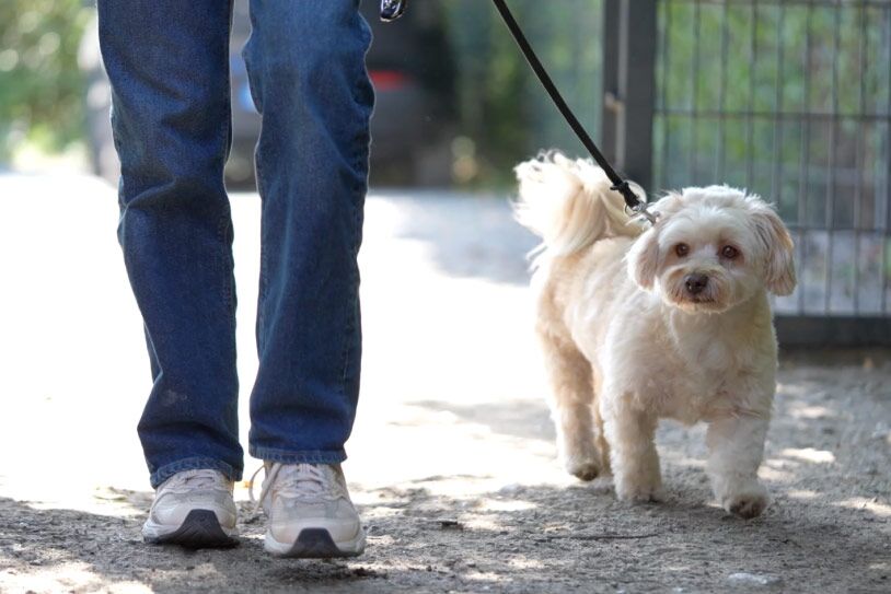 Kleiner Hund und Herrchen gehen zum Hundetraining