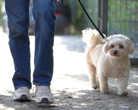 Kleiner Hund und Herrchen gehen zum Hundetraining