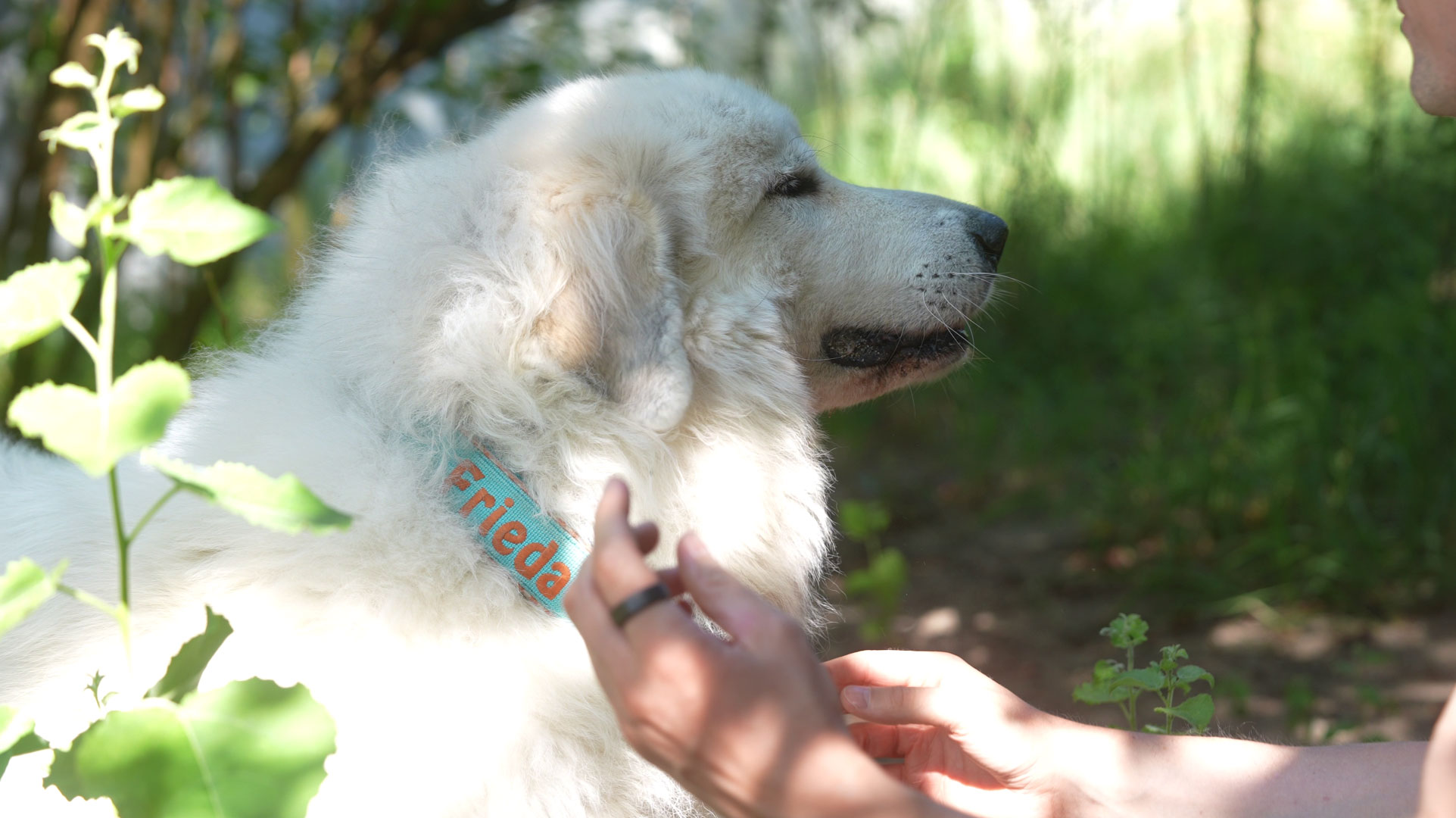 Hund hat entspannt die Augen geschlossen
