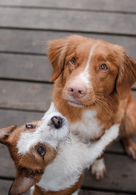 Stimmungsbild mit zwei Hunden
