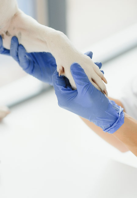 Stimmungsbild mit einer Pfote in den Händen einer Tierärztin