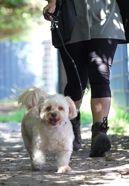 Hund läuft mit Betreuer bei Jimmys Huta