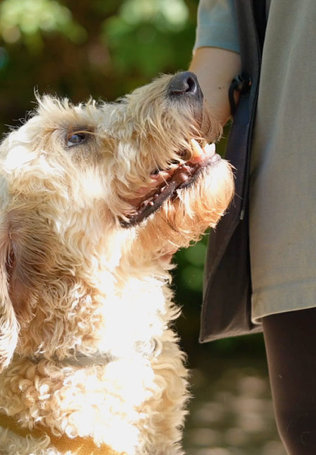 Hund schaut hoch zum Teammitglied von Jimmys Huta